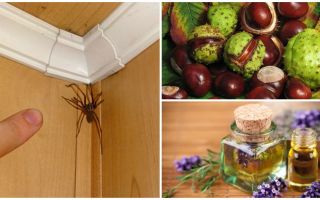Metoder og værktøjer til edderkopper i en lejlighed eller privat hus