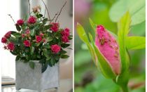 Bladlus på roser - hvordan man håndterer og hvordan man kan slippe af