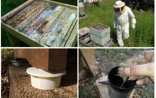 Как да се отървете от мравки в пчелните народни средства за защита