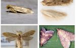 Hva hjelper fra moth og larver