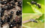 Typer maur i Russland og verden