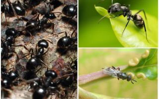 Types de fourmis en Russie et dans le monde