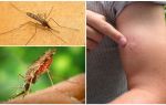 Hvad skal man gøre, hvis man har bidt anopheles myggen