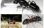 The biggest ants in the world