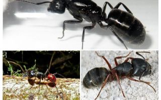 De største myrer i verden