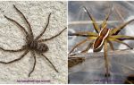 Australian hunter edderkopp