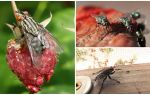 Opis i fotografija kućnih muha