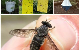 Hvordan man skal håndtere gadflies