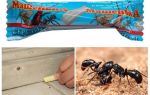 Pencil Masha fra myrer