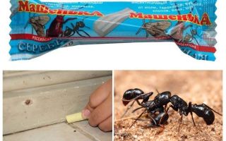 Μολύβι Masha από τα μυρμήγκια