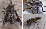 Detaljeret beskrivelse og foto gadflies