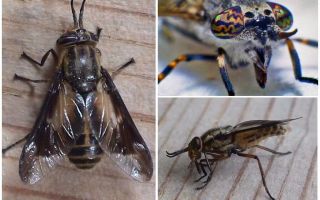 Descrierea detaliată și fotografii gadflies