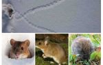 Tragovi miševa u snijegu