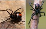 Beskrivelse og billeder af den svarte enke spider