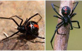 Opis i zdjęcia pająka czarnej wdowy
