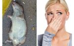 Hvordan slippe af med duften af ​​en død rotte under gulvet