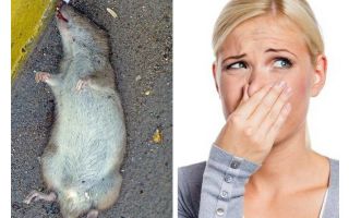 फर्श के नीचे एक मृत चूहे की गंध से छुटकारा पाने के लिए कैसे