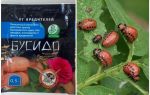 Bushido Colorado potet beetle rette: instruksjoner for bruk, effektivitet, vurderinger