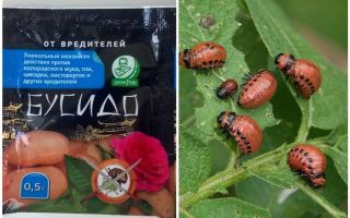 Remédio para o besouro da batata Bushido Colorado: instruções de uso, eficácia, revisões
