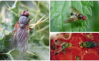 Jak radzić sobie z karmazynową muchą