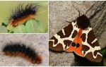 Beskrivelse og foto caterpillar dipper Kaya