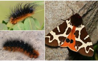 Beskrivelse og foto caterpillar dipper Kaya