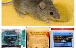 Forgiftning fra mus