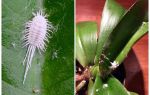 Cara berurusan dengan mealybug pada orkid