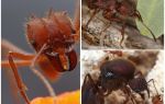 Mravi za rezanje lišća