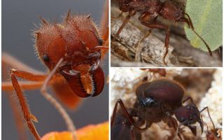Przecinaki do liści mrówek