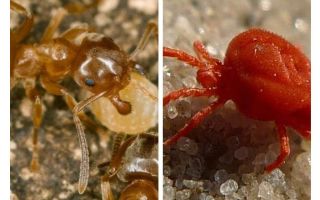 Mrówki przeciwko kleszczom