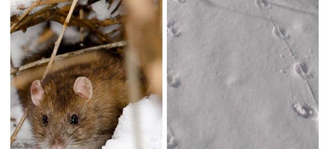 बर्फ में चूहे के ट्रैक कैसा दिखते हैं