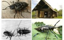 Beetle woodcutter foto og beskrivelse