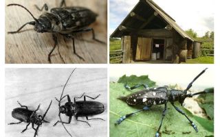 Käfer Holzfäller Foto und Beschreibung