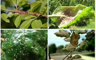 Hur bli av bladluor i träden