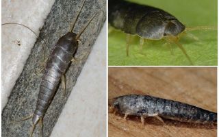 Silverfish comune (zucchero), come sbarazzarsi di in bagno e servizi igienici