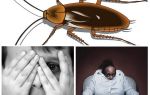 Zašto se ljudi boje straha od žohara