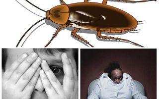 Hvorfor frykter folk kakerlakker