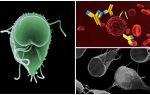 Anticorpi la lamblia, indicatori de decodificare