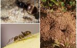 Have sort myrer