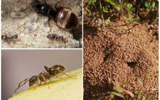 Formigas pretas de jardim