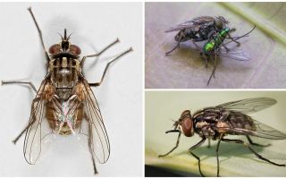 Περιγραφή και φωτογραφία της fly fly zhigalki