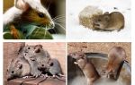 Zanimljivosti o miševima
