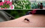 Hvordan håndtere mygg i en leilighet eller et hus
