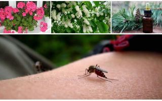 Jak radzić sobie z komarami w mieszkaniu lub domu