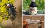 Lijek za gadflies i horseflies za ljude