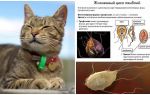 Gejala dan rawatan Giardia dalam kucing