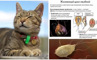 Objawy i leczenie lamblii u kotów