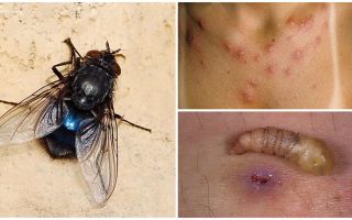 En fly som legger larver under menneskelig hud