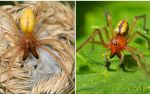 Beskrivelse og foto av edderkopp Sak (Heiracantium)